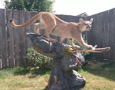Full Cat Mount